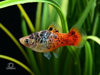 Platy "Spotted Red Flame" (Xiphophorus maculatus)